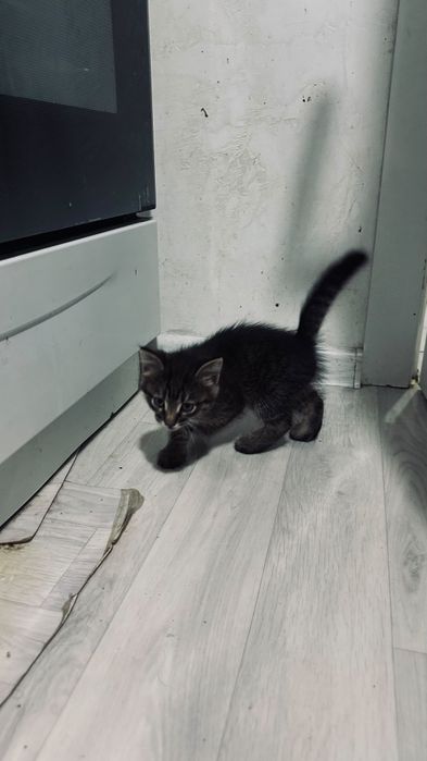 Отдам котят в добрые руки.