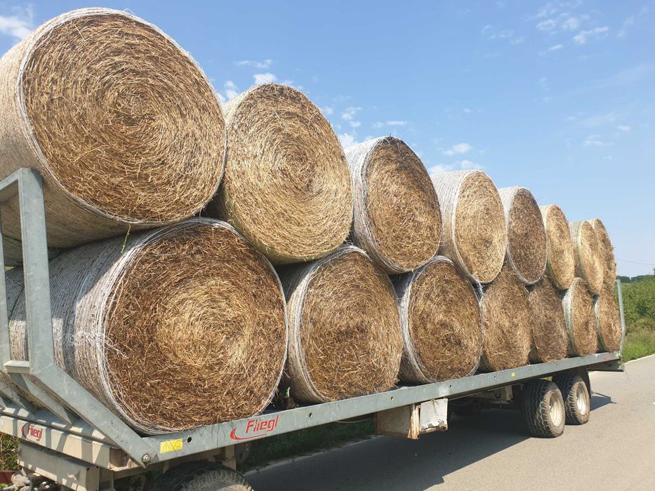 lucerna si amestec trifoi cu lucerna si golomat