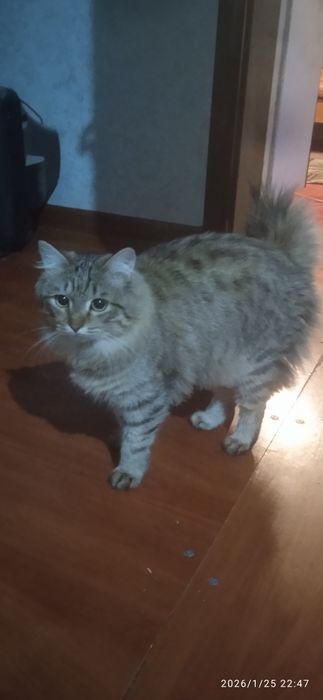 Продам котика молодова