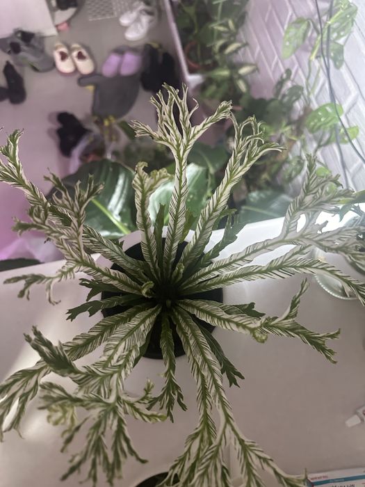 Комнатные растение-Красота и польза