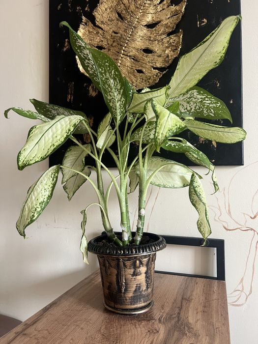 Диффенбахия пятнистая