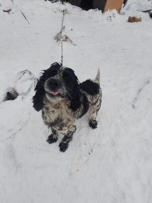 Отдам бесплатно щенков