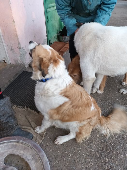 Подарява се кученце