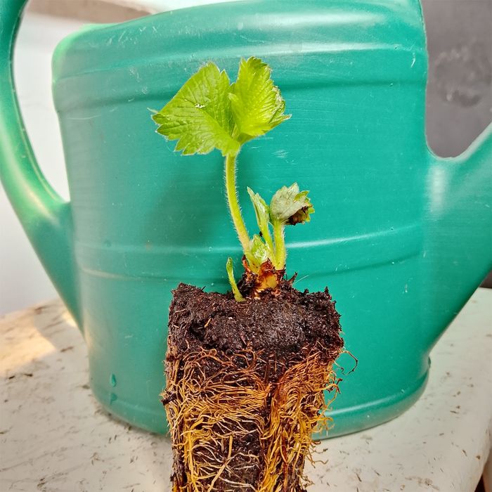 Рассада клубники сортовой