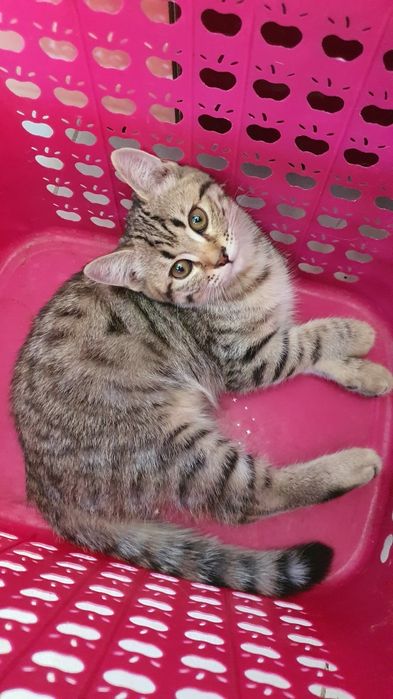 Котята шотландской вислоухой