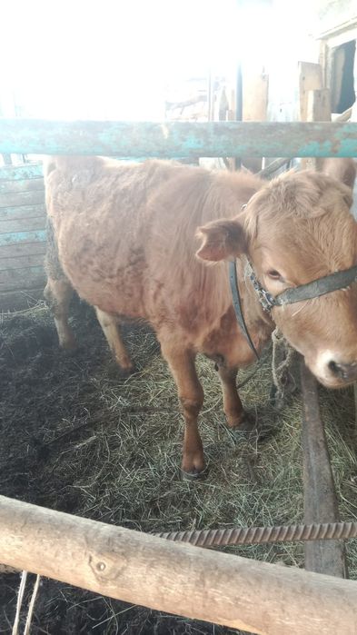 Тайынша сатылады