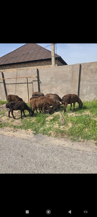 10бас қойлар сатылады