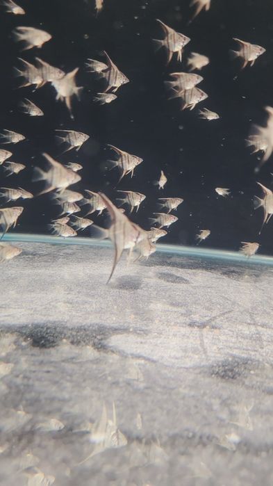 Rio Nanay Angelfish малки