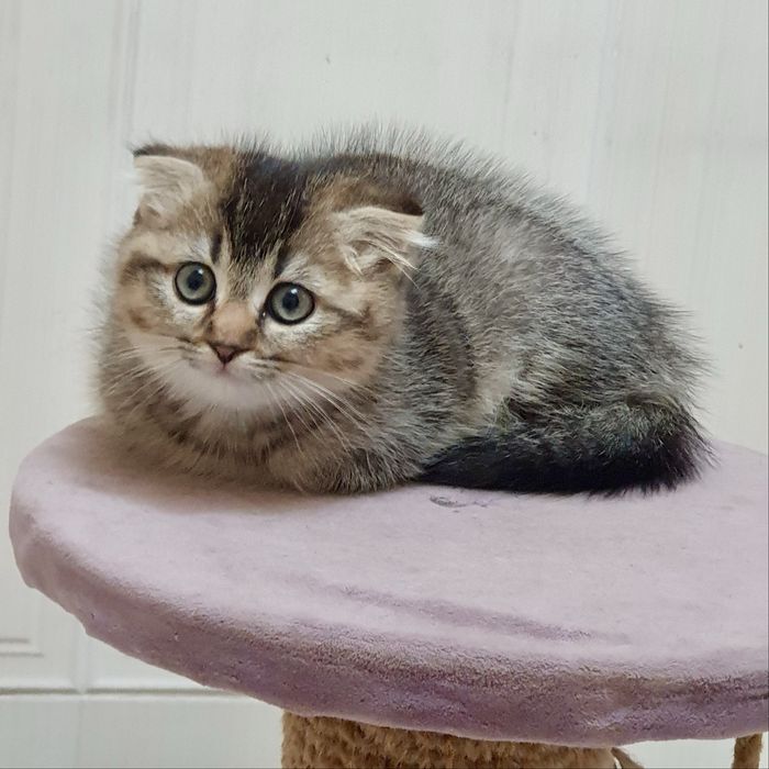 Кошка и котенкаа