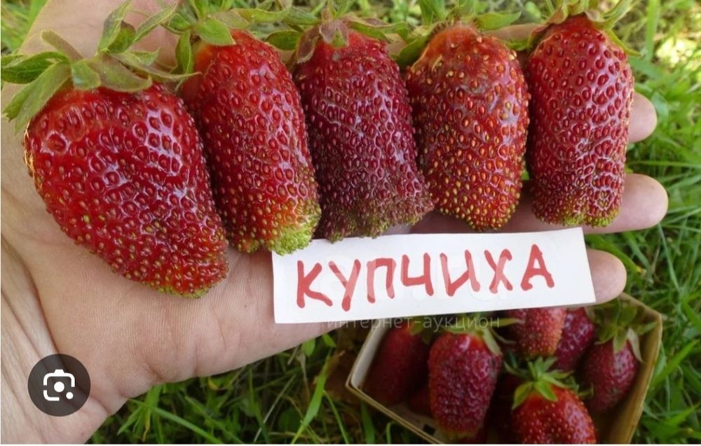 Рассада Клубники Купчиха