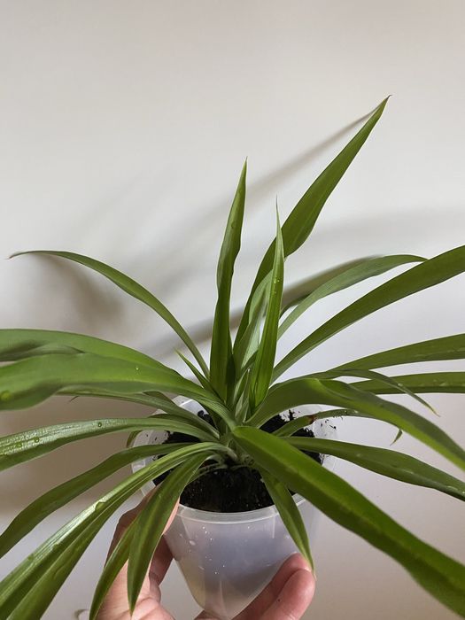 Хлорофитум. Комнатный цветок