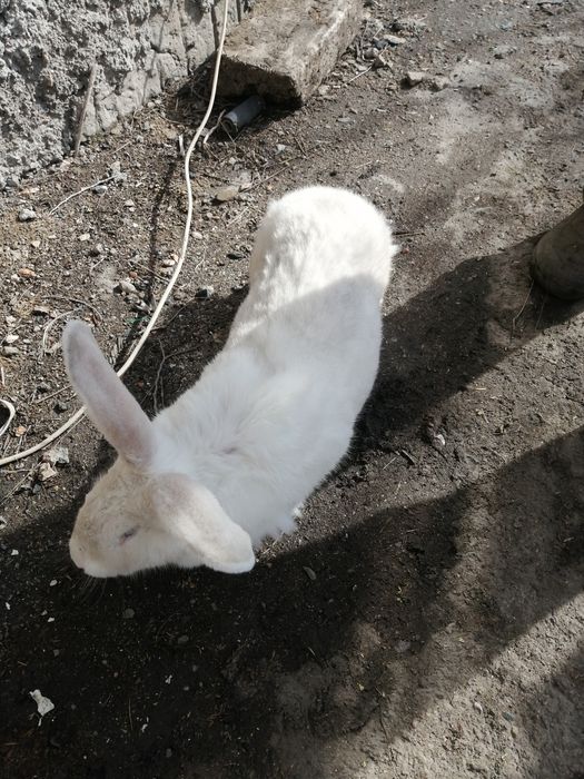 Продаю кроликов великанов