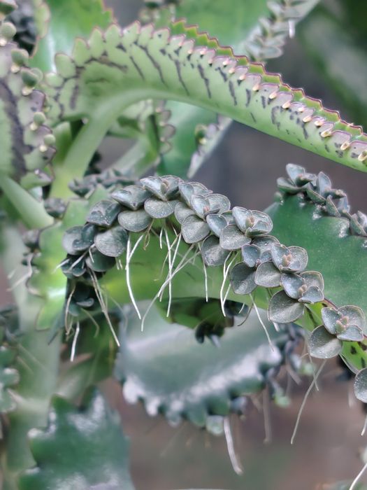 Каланхоэ целебный детки.