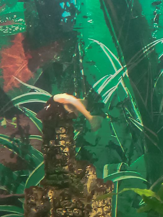 Сомчета Анциструс