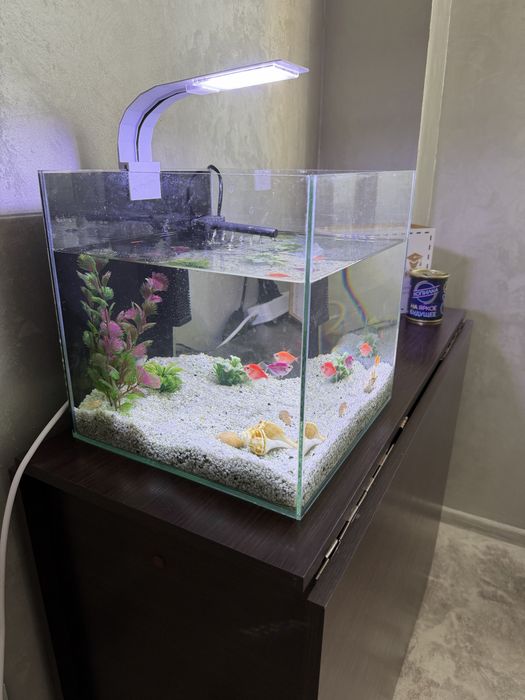 аквариум с рыбками