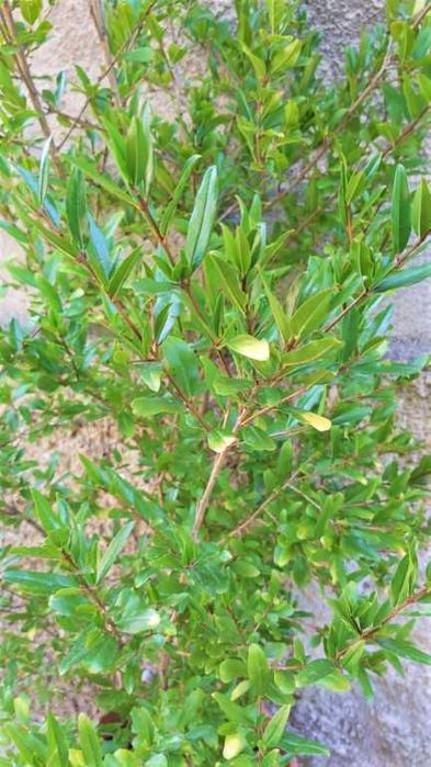 Растение НАР в саксия, височина около 125 см.