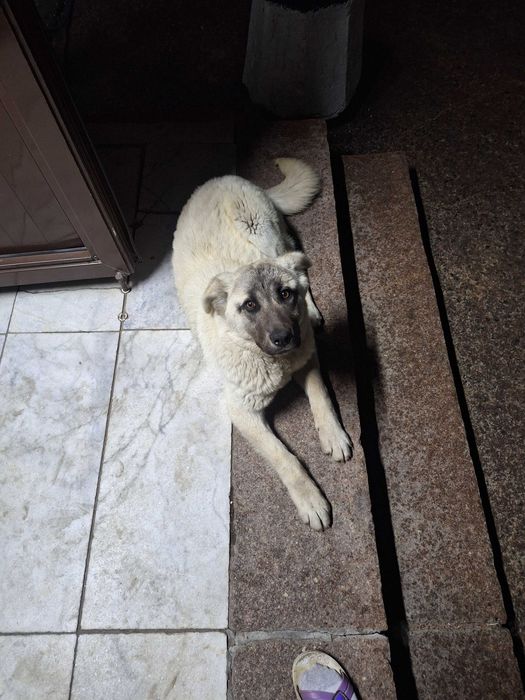 Отдам в добрые,любящие руки