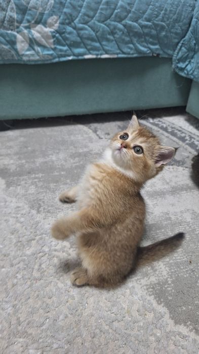 Шикарные котята  шиншилки