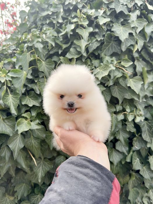 Померан мини момиче със втора ваксина