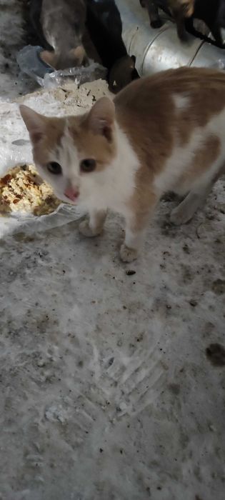 1 котик и 2 кошечки