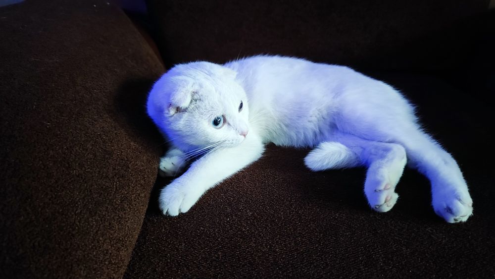 Белая веслаухая кошка