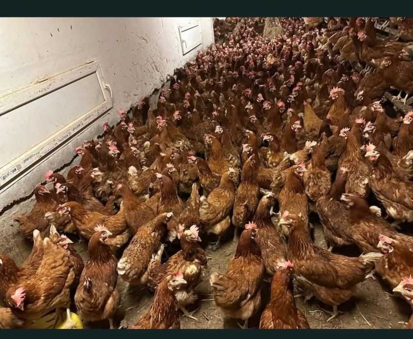 Găini de ouat 10 11 luni