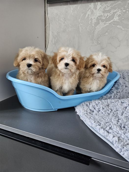 Мальтипу разных окрасов