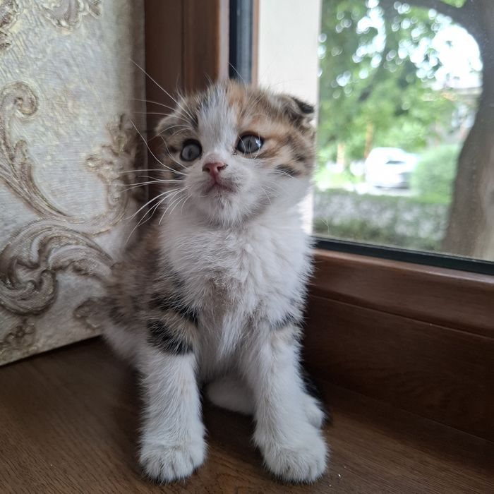 Шотландская кошка