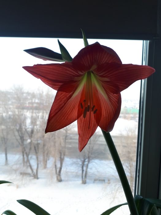 Комнатные цветы гиппеаструм