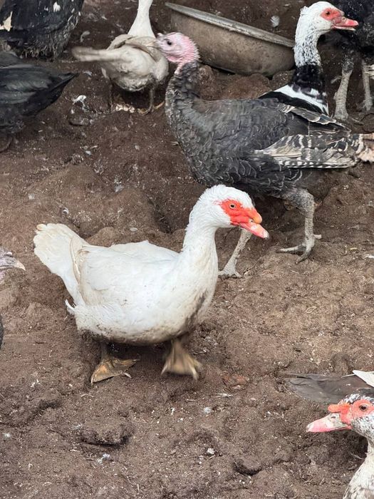 Индюк, индаутка, гоз сотилади срочний уйда бокилган