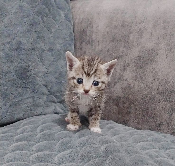 Отдам котят бесплатно