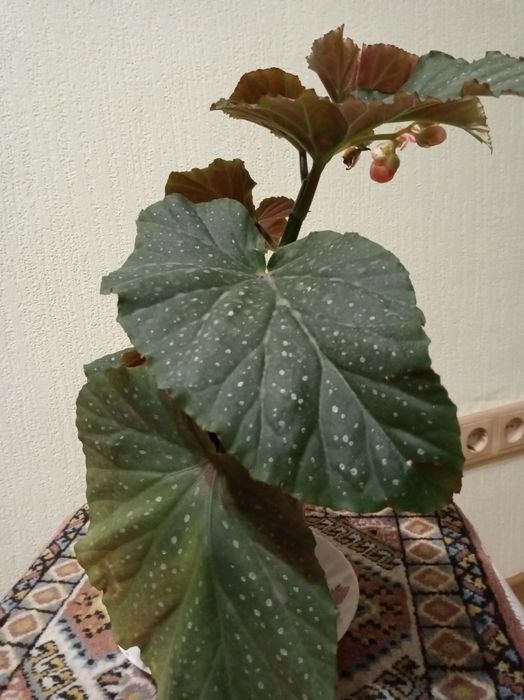 Продам цветы