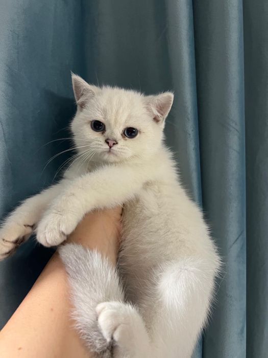 Pisica British Shorthair cu pedigree, alb cu ochi albaștri