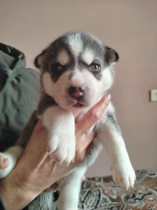 Продаю щенков ХАСКИ!