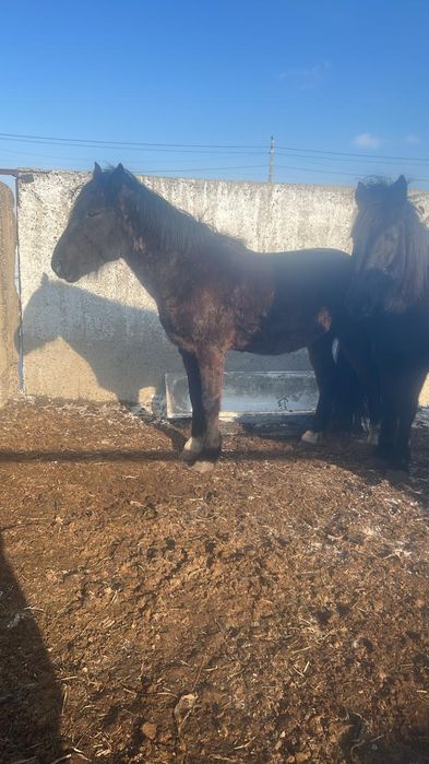 Айгыр сатылады срочна