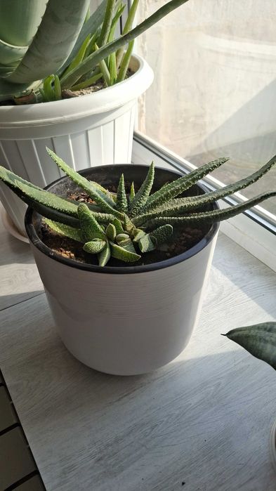 Комнатные цветы,