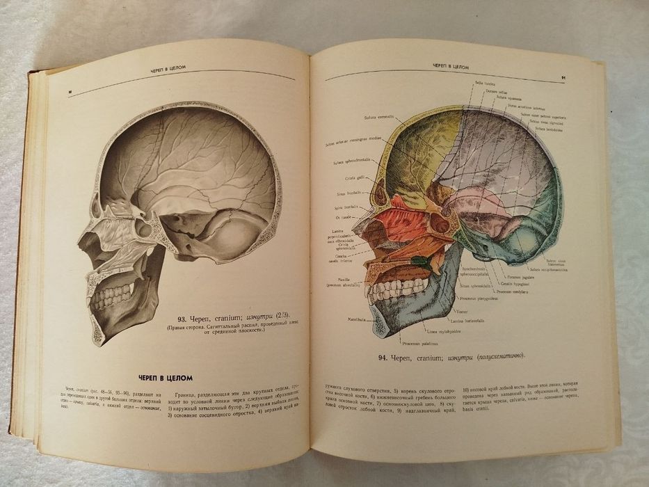 Атлас анатомии человека.  С. Д. Синельников.