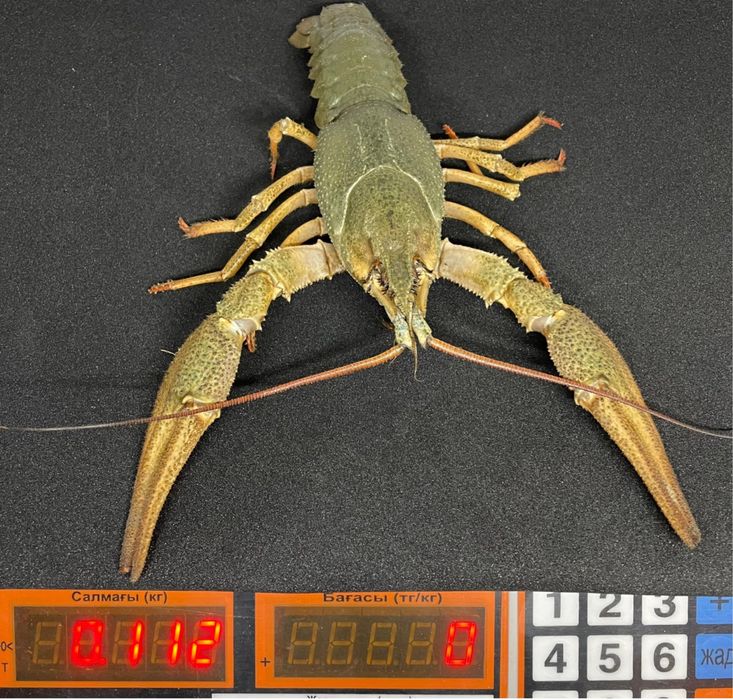 Живые раки, в наличии