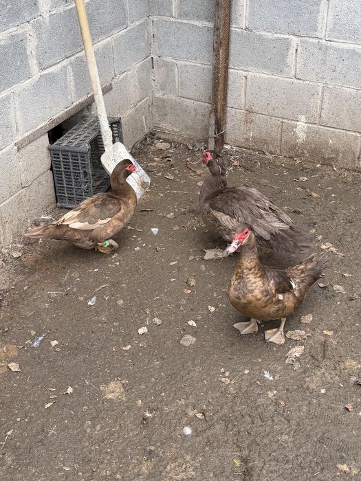 Индоутки шоколадные