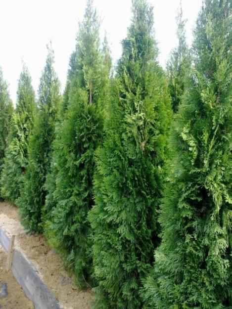 Producator Platan / tei argintiu / mesteacan / tuia / brad