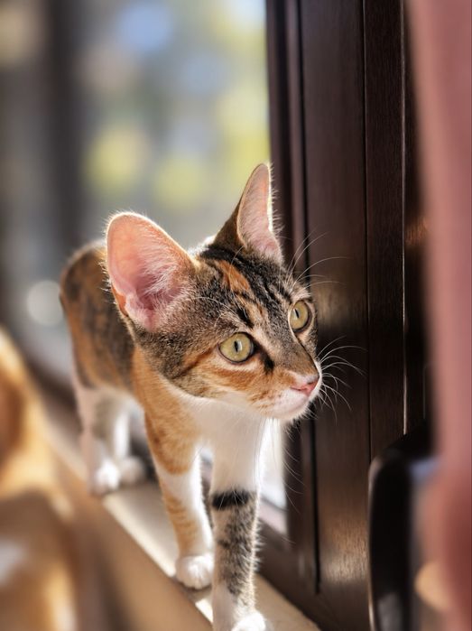 Подарявам котенце
