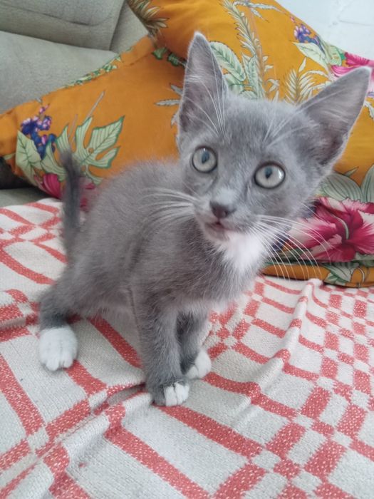 Отдам котёнка в добрые руки
