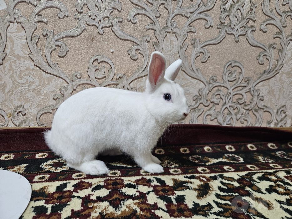 Karlik quyon sotiladi