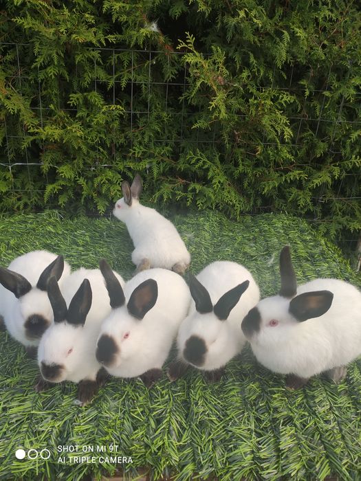 ПРОМО Калифорнийски 10лв