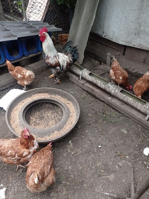 Несушки курицы срочно продам