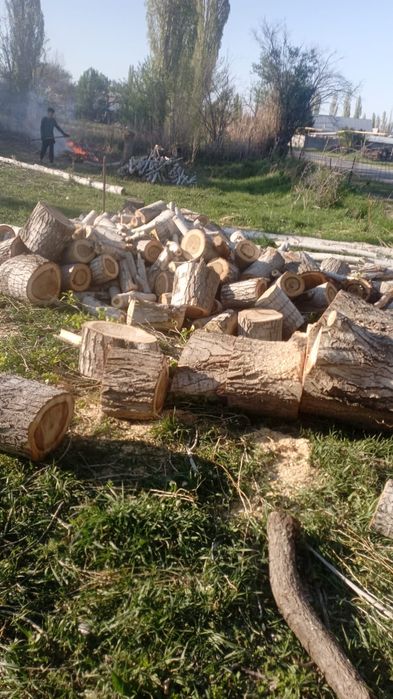 Древисина свежий не сухой для дома