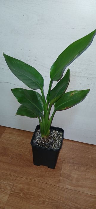 Комнатные растения от 2500