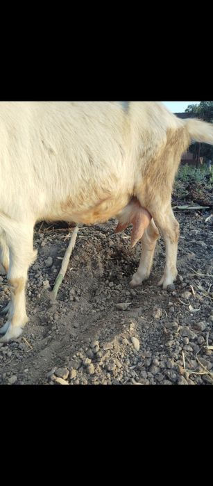 Vând 2 capre alpină Franceza ai sannen