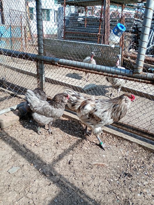 Oua Ameraucana BBS