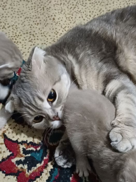 Шотланские вислоушки